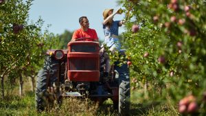 Agricoltore moderno che utilizza tecnologie digitali per incrementare la produttività, grazie ai finanziamenti del Fondo Innovazione ISMEA.